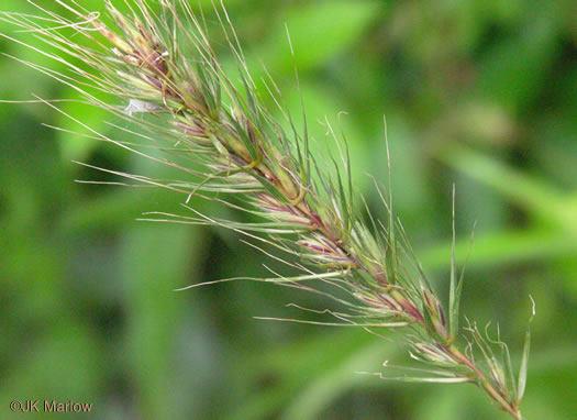 image of Elymus virginicus, Virginia Wild-rye, Common Eastern Wild-rye, Terrell Grass