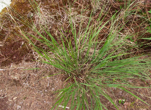 image of Chasmanthium laxum, Slender Woodoats, Slender Spikegrass