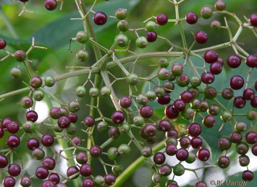 image of Sambucus canadensis, Common Elderberry, American Elder