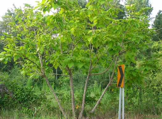 image of Catalpa bignonioides, Southern Catalpa, Fishbait Tree, Cigar Tree