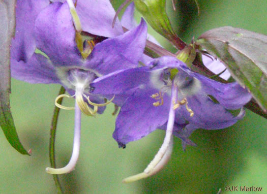 image of Campanulastrum americanum, Tall Bellflower