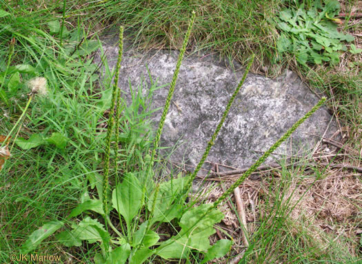 Plantago major, Common Plantain, White-man's-foot