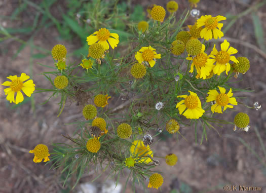 image of Helenium amarum var. amarum, Bitterweed, Yellow Sneezeweed