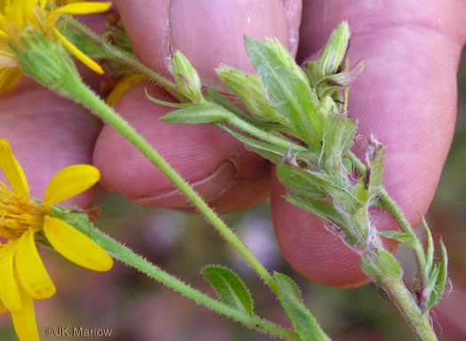 image of Chrysopsis mariana, Maryland Goldenaster