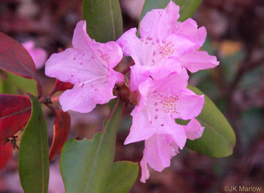 image of Rhododendron minus, Gorge Rhododendron, Punctatum, Piedmont Rhododendron