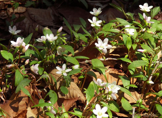 image of Claytonia caroliniana, Carolina Spring-beauty