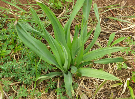 image of Eryngium yuccifolium var. yuccifolium, Northern Rattlesnake-master, Button Snakeroot