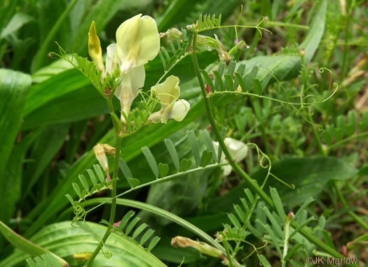 image of Vicia grandiflora, Bigflower Vetch, Large Yellow Vetch