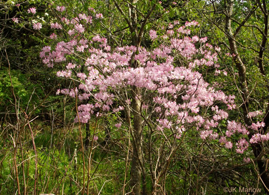 image of Rhododendron vaseyi, Pinkshell Azalea