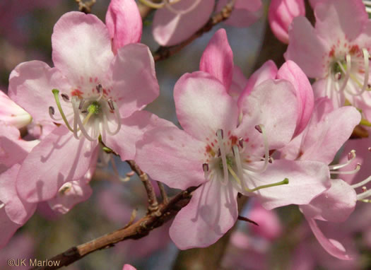 image of Rhododendron vaseyi, Pinkshell Azalea