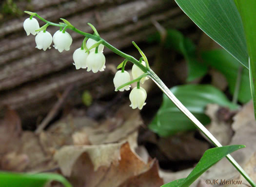 image of Convallaria pseudomajalis, American Lily-of-the-valley