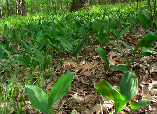 image of Convallaria pseudomajalis, American Lily-of-the-valley