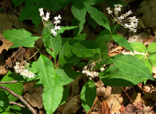 image of Asclepias quadrifolia, Fourleaf Milkweed