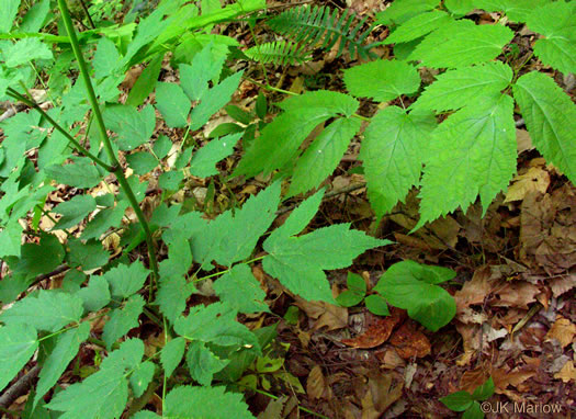 Actaea racemosa, Common Black Cohosh, Early Black Cohosh, Black Snakeroot