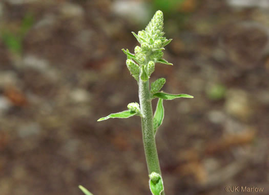 image of Melanthium virginicum, Virginia Bunchflower, Bog Bunchflower