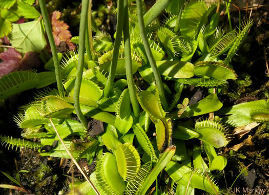 image of Dionaea muscipula, Venus Flytrap, Meadow Clam