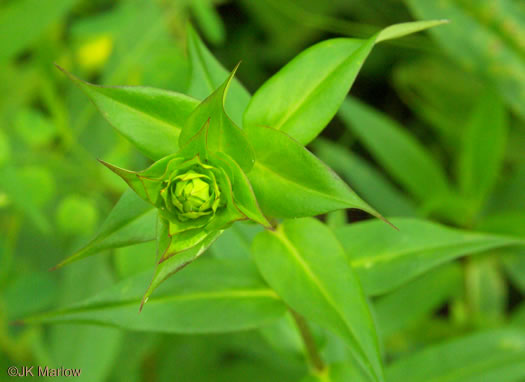 image of Phlox maculata ssp. pyramidalis, Leafy Meadow Phlox, Wild Sweet William