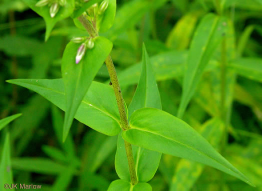 image of Phlox maculata ssp. pyramidalis, Leafy Meadow Phlox, Wild Sweet William