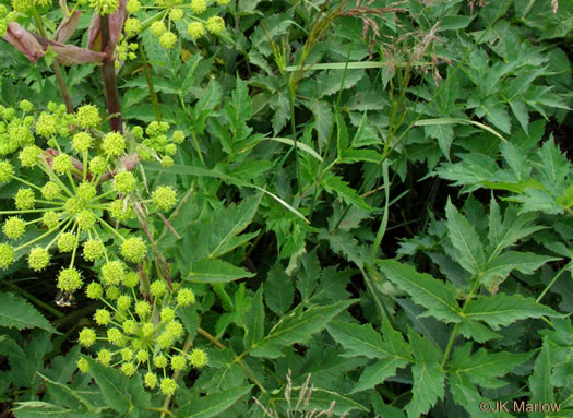 image of Angelica triquinata, Mountain Angelica, Appalachian Angelica, Filmy Angelica