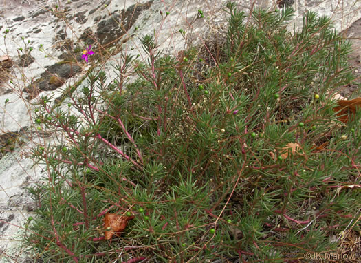 image of Phemeranthus mengesii, Menges' Fameflower, Large-flowered Fameflower, Menges' Rock-pink, Large-flowered Rock-pink