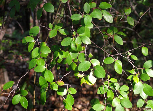 image of Vaccinium arboreum, Sparkleberry, Farkleberry