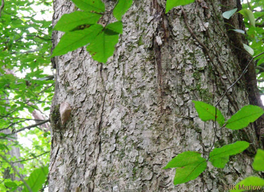 image of Quercus muehlenbergii, Chinquapin Oak, Yellow Chestnut Oak