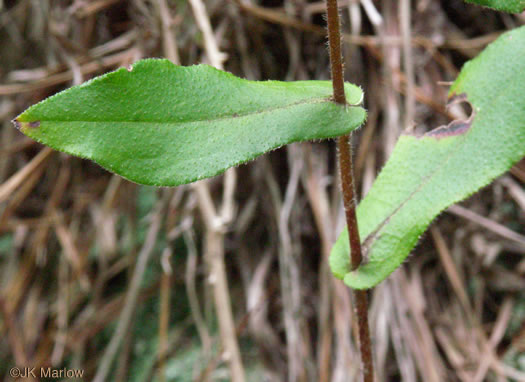 image of Symphyotrichum georgianum, Georgia Aster