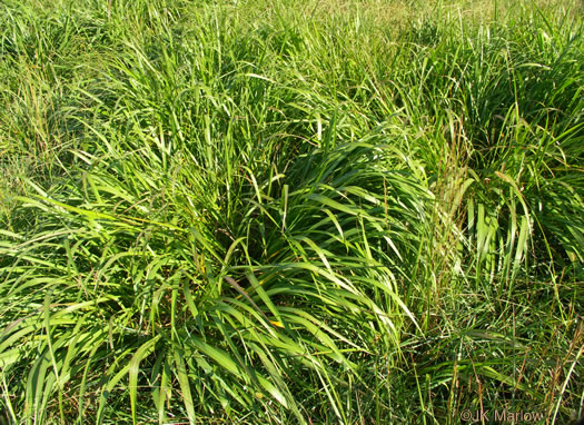 image of Tripsacum dactyloides var. dactyloides, Gama Grass, Eastern Gamagrass