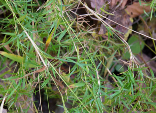 image of Dichanthelium dichotomum var. dichotomum, Forked Witchgrass, Cypress Witchgrass