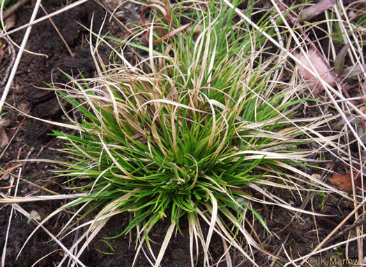 image of Carex umbellata, Parasol Sedge