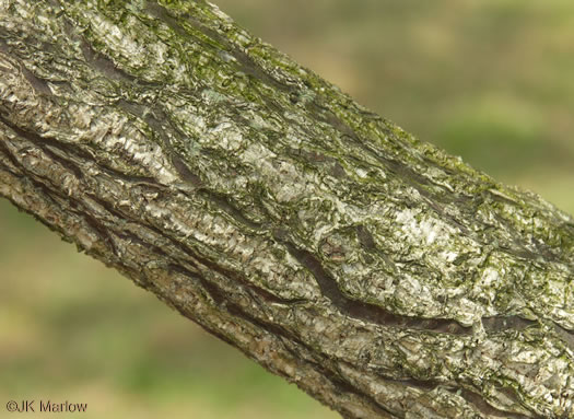 image of Quercus acutissima, Sawtooth Oak