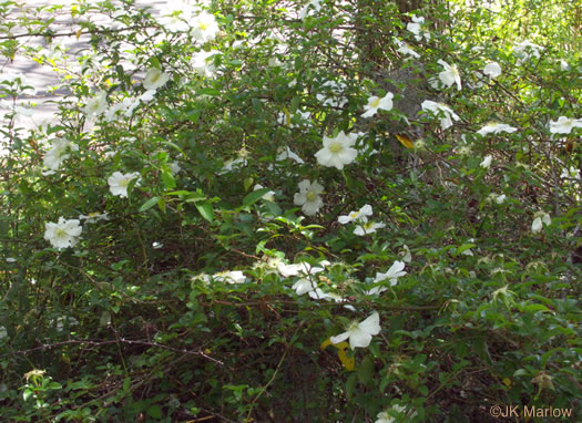 image of Rosa laevigata, Cherokee Rose