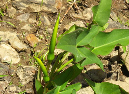 image of Peltandra virginica, Green Arrow-arum, Tuckahoe