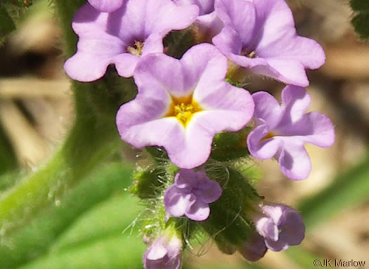 image of Heliotropium amplexicaule, Clasping Heliotrope, Violet Heliotrope