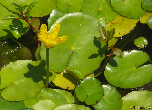 image of Nymphoides peltata, Yellow Floating Heart