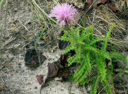 image of Cirsium repandum, Sandhill Thistle