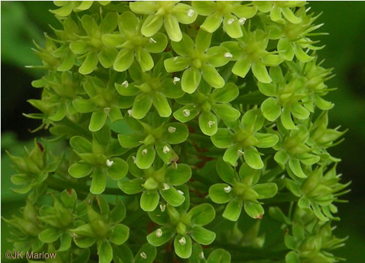 image of Amianthium muscitoxicum, Fly-poison