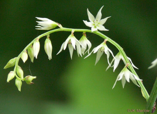 image of Stenanthium gramineum var. gramineum, Featherbells, Eastern Featherbells
