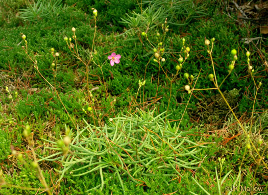 image of Phemeranthus teretifolius, Appalachian Fameflower, Appalachian Rock-pink, Rock Portulaca, Quill Fameflower
