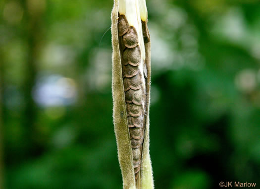 image of Asclepias tuberosa var. tuberosa, Butterfly Milkweed, Eastern Butterflyweed, Pleurisy Root, Wind Root