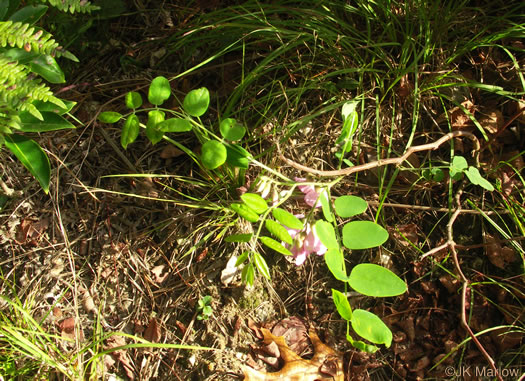 image of Robinia hispida var. rosea, Boynton's Locust