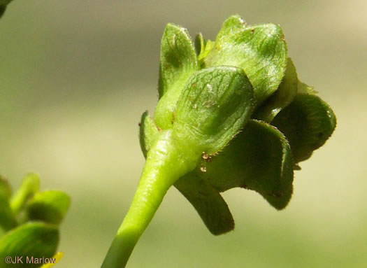 Silphium compositum var. compositum, Kidneyleaf Rosinweed, Rhubarb-leaved Rosinweed, Compass Plant, Carolina Rosinweed