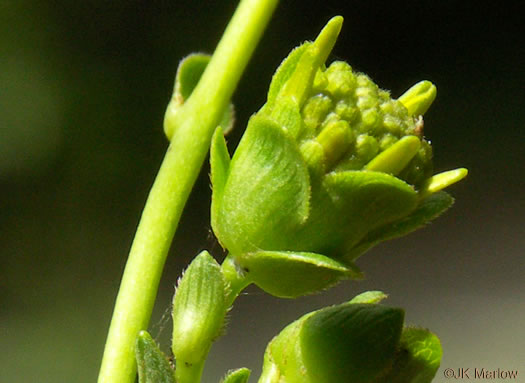image of Silphium compositum var. compositum, Kidneyleaf Rosinweed, Rhubarb-leaved Rosinweed, Compass Plant, Carolina Rosinweed