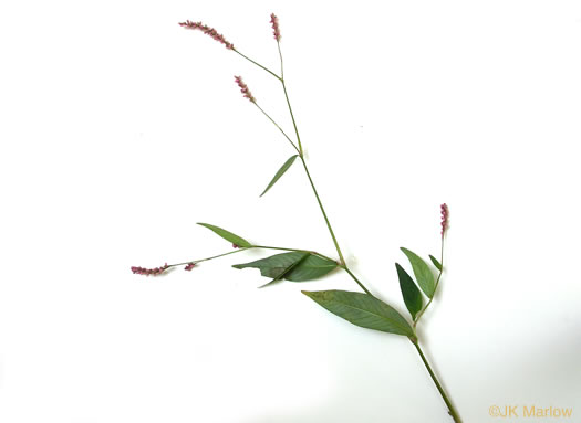 image of Persicaria longiseta, Longbristle Smartweed, Bristly Lady's-thumb, Tufted Knotweed, Oriental Lady's-thumb