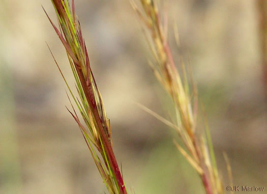 image of Aristida beyrichiana, Southern Wiregrass