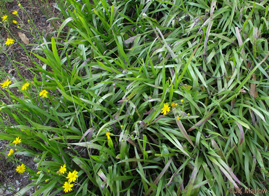 image of Pityopsis nervosa, Common Silkgrass, Grassleaf Goldenaster