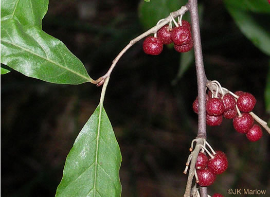 Elaeagnus umbellata, Autumn-olive, Spring Silverberry, Oriental Silverleaf