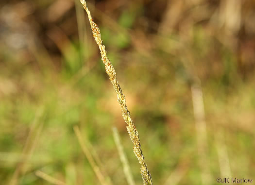 Sporobolus indicus, Smut-grass, Blackseed
