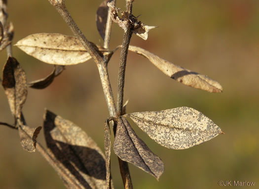 image of Pediomelum piedmontanum, Piedmont Buckroot, Dixie Mountain Breadroot