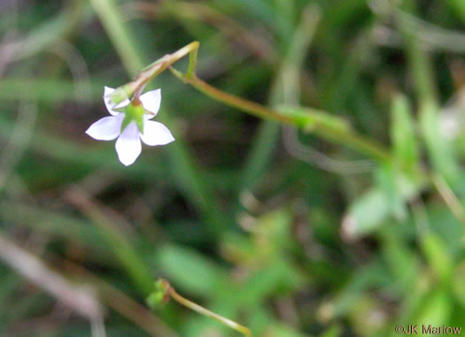 image of Wahlenbergia marginata, Wahlenbergia, Asian Rockbell, Asiatic bellflower, Southern Rockbell